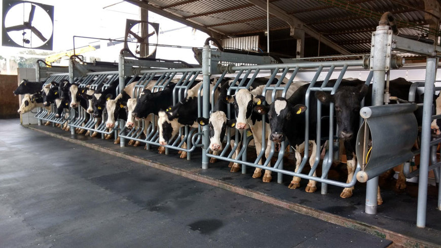 Nachhaltig produzierte Milch mit Herkunftsgarantie